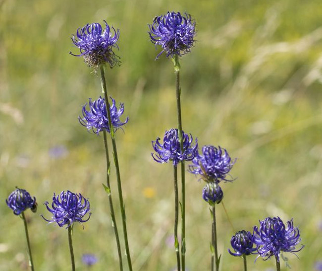 EU policy and law and wildlife in Sussex: Summary